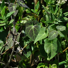 Stigmaphyllon ciliatum