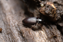 Agonum