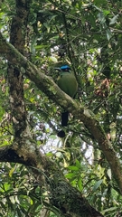 Momotus aequatorialis