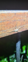 Pandercetes gracilis