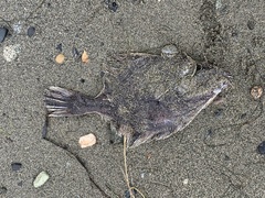 Platichthys stellatus