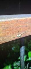 Pandercetes gracilis