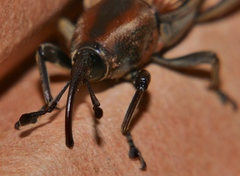 Rhabdoscelus obscurus