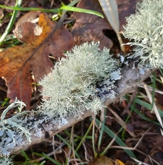Usnea hirta