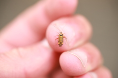 Rhabdomiris striatellus