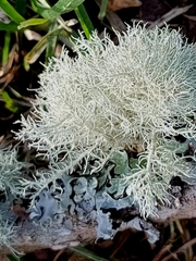 Usnea hirta