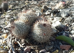 Mammillaria haageana meissneri