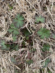 Geranium carolinianum