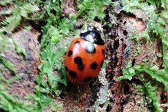 Coccinella undecimpunctata