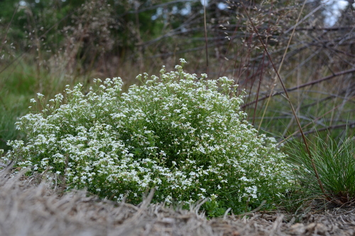 Heath Bedstraw