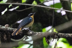 Cossypha cyanocampter