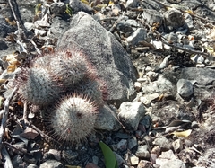Mammillaria haageana meissneri