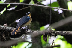 Cossypha cyanocampter