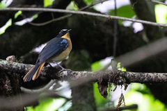 Cossypha cyanocampter