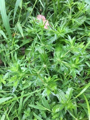 Eryngium foetidum