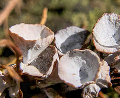 Taxodiomyia cupressi