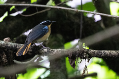 Cossypha cyanocampter