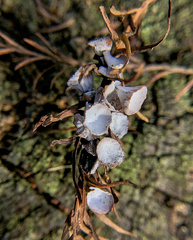 Taxodiomyia cupressi