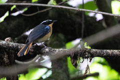 Cossypha cyanocampter