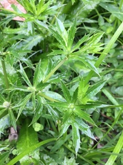 Eryngium foetidum