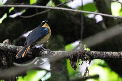 Cossypha cyanocampter