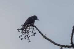 Chalcomitra rubescens