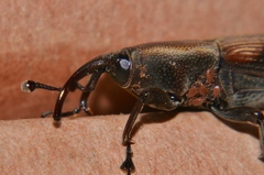 Rhabdoscelus obscurus