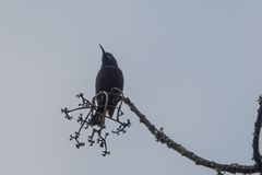 Chalcomitra rubescens