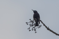 Chalcomitra rubescens