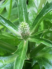 Eryngium foetidum