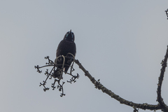 Chalcomitra rubescens