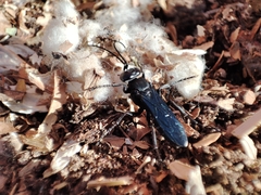 Episyron conterminus