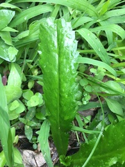 Eryngium foetidum