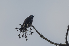 Chalcomitra rubescens