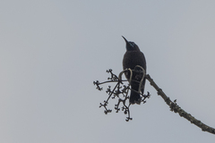 Chalcomitra rubescens