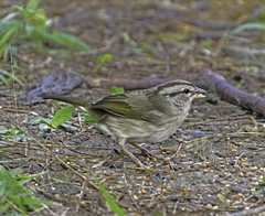 Arremonops rufivirgatus
