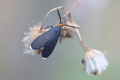 Ctenucha rubriceps