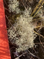 Cladonia ciliata ciliata