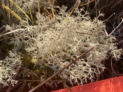 Cladonia ciliata ciliata