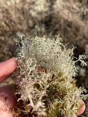 Cladonia ciliata ciliata