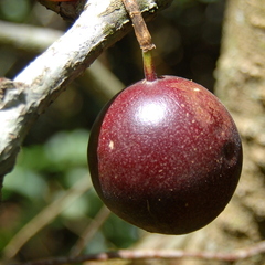 Passiflora edulis edulis