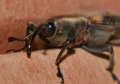Rhabdoscelus obscurus