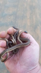 Aparallactus capensis