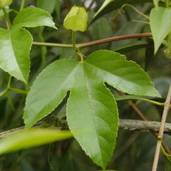 Passiflora edulis edulis