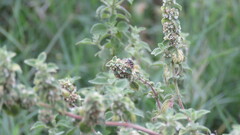 Diadasia