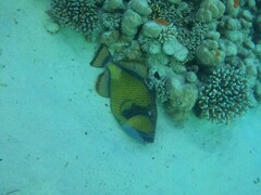 Balistoides viridescens