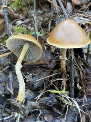 Leratiomyces squamosus thraustus