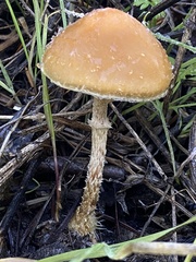 Leratiomyces squamosus thraustus