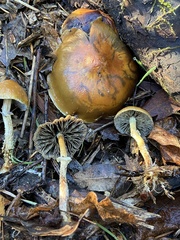 Leratiomyces squamosus thraustus