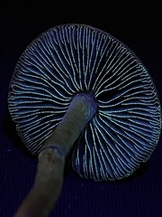 Leratiomyces squamosus thraustus